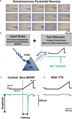 Noisy Light Augments the Na+ Current in Somatosensory Pyramidal Neurons of Optogenetic Transgenic Mice